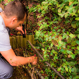 Diagnostic Termites et Insectes xylophages | AC Environnement