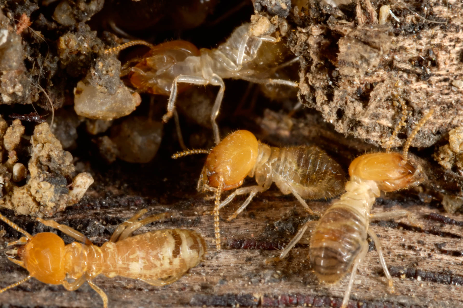 diagnostic termite
